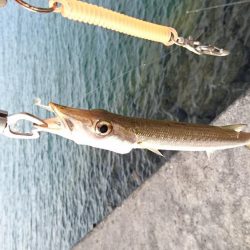 西表島 今日もオニカマス