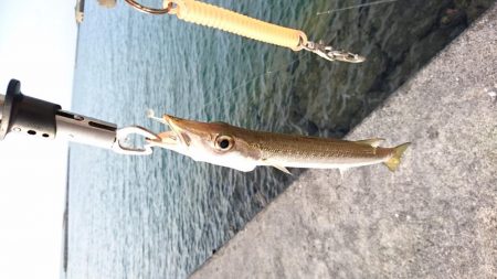 西表島 今日もオニカマス