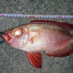 夜の港でルアーフィッシング