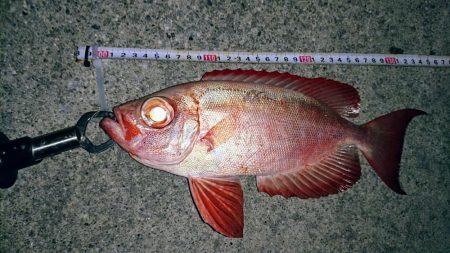 夜の港でルアーフィッシング