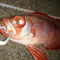 大潮に合わせてナイトフィッシング