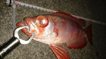 大潮に合わせてナイトフィッシング