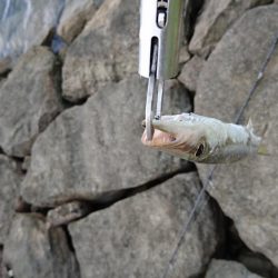 西表島 今日もオニカマス 渋いです。