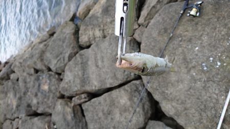 西表島 今日もオニカマス 渋いです。