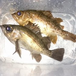 サーフメバリング