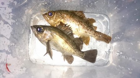 サーフメバリング