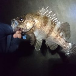 渋いながらもメバルゲット