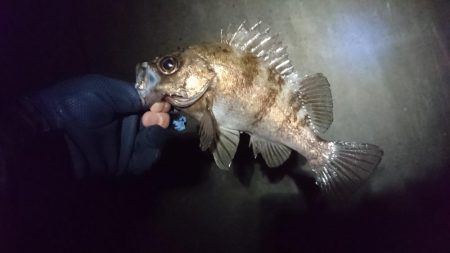 渋いながらもメバルゲット