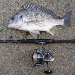 キビレデイゲーム