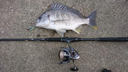 キビレデイゲーム