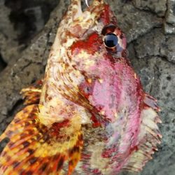 ２日間の香住釣行。