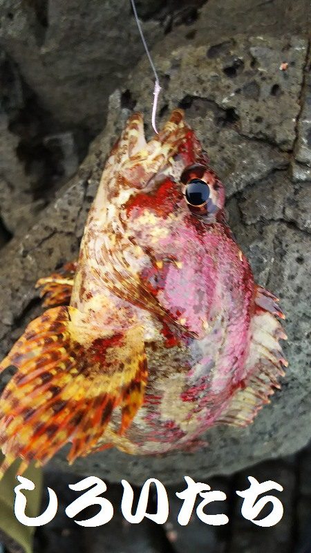 ２日間の香住釣行。