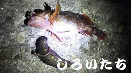 ウキが沈むと楽しい。