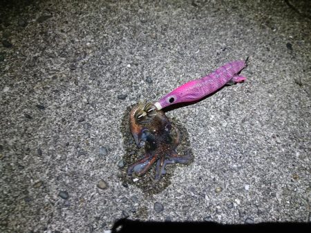 今年は遅いのか? ハズレ年か?