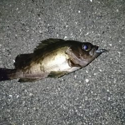 メバルを釣る！