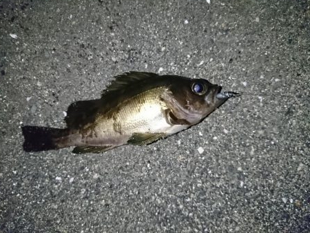 メバルを釣る！