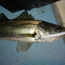 大漁！ボートシーバス