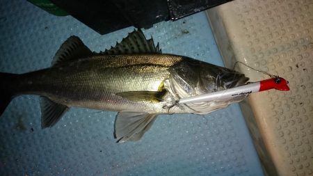 大漁！ボートシーバス