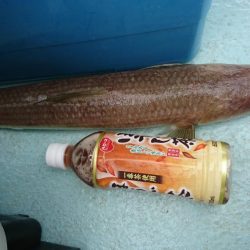 徳島県南タイラバ