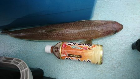 徳島県南タイラバ