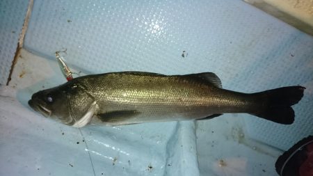 ボートシーバス