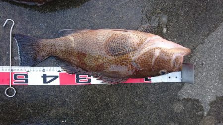 徳島県南タイラバ&ライトジギング