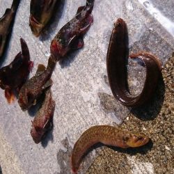 デイゲームでロックフィッシュ集合