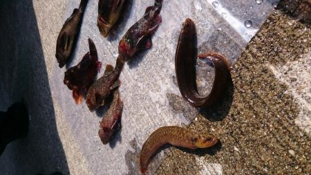 デイゲームでロックフィッシュ集合