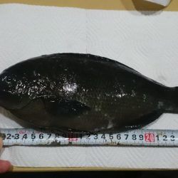 磯フカセ釣り。