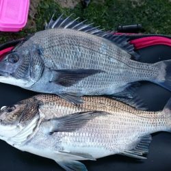 ノッコミメジナ、クロダイ