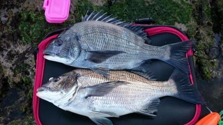 ノッコミメジナ、クロダイ