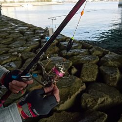 えび撒きシブシブ