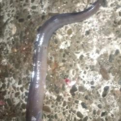 宇和島遠征　最終日