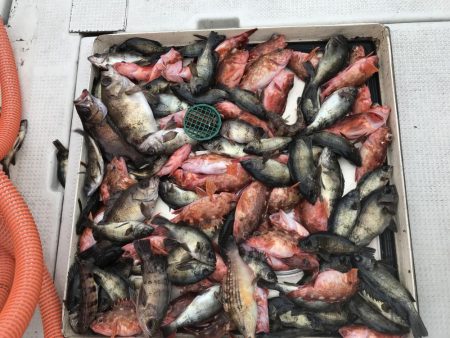 海友 メバル、ガシラ