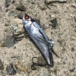 スズキゲット！