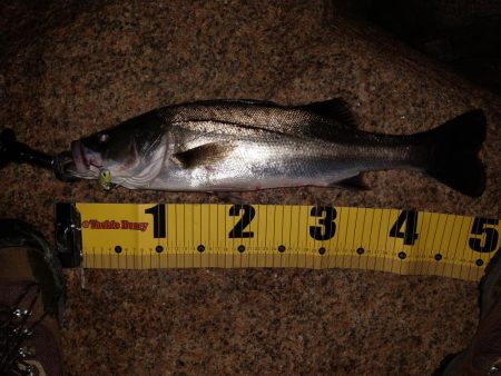 シーバスとボラ