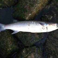 ボラ祭り後にやっとチヌ！