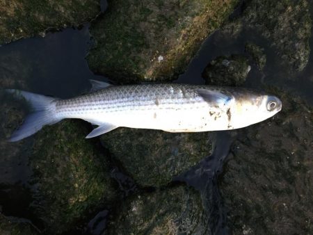 ボラ祭り後にやっとチヌ！