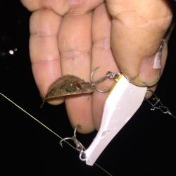 バリッド55でキビレ2枚