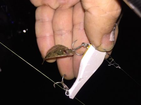 バリッド55でキビレ2枚