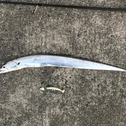 今年は渋い春タチウオ