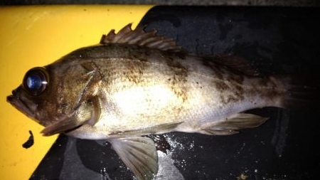 先週のリベンジ