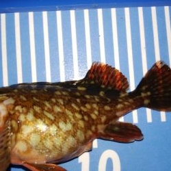 穴釣りとメバリング