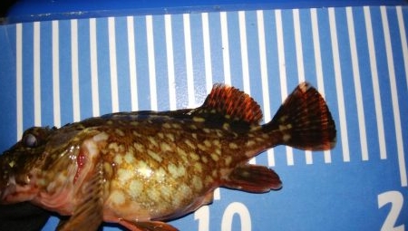 穴釣りとメバリング