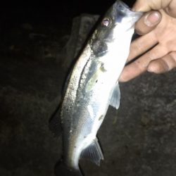 メバリング→プラグチーバス