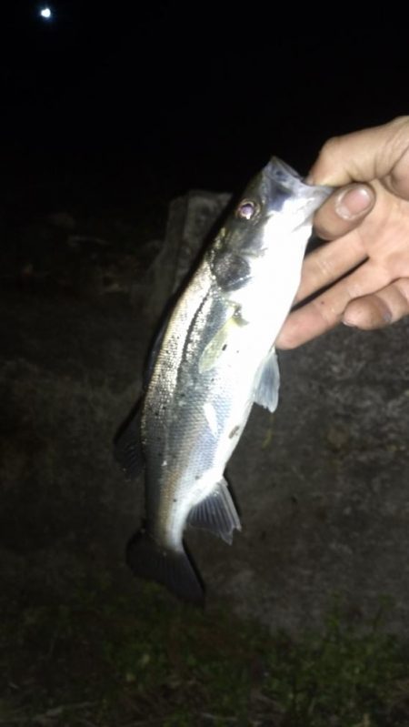 メバリング→プラグチーバス