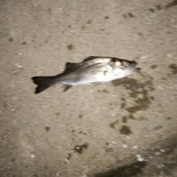 ナイト根魚デイ黒鯛