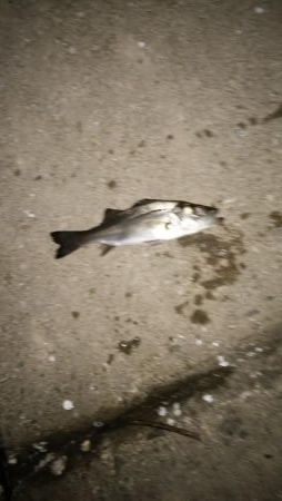 ナイト根魚デイ黒鯛