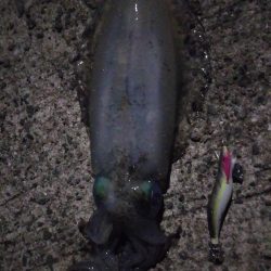 アジでイカを釣る