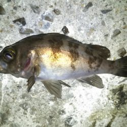 久しぶりにマシなサイズ